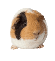 Guinea Pig Love Sticker