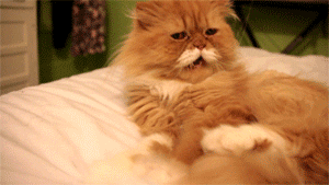 cat GIF