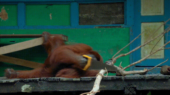 sake GIF