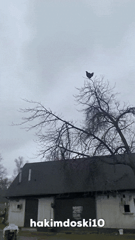 Shocked GIF