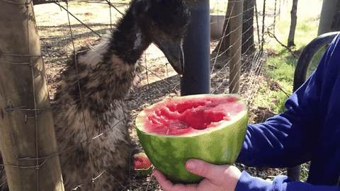watermelon wtf GIF