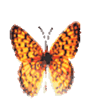 animation library STICKER