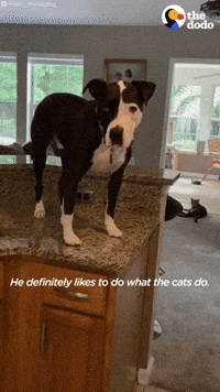 Cat Dog GIF by The Dodo