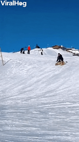 Adorable Golden Is Her Own Sled GIF by ViralHog