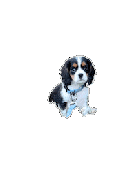 Cavalier King Charles Puppy Sticker