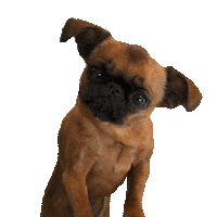 Brussels Griffon What Sticker by MISO PUP