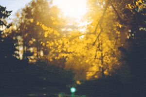 Autumn Leaves GIF by subtlestrokes
