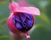 Purpleflower GIF