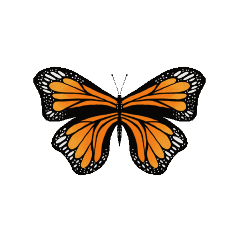 Butterfly Sticker