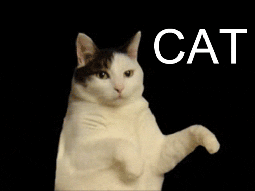 Video gif. White cat with brown spots lays on its back, but looks like it’s standing up. The cat moves side to side, moving his paws around like it's dancing. The cat then winks. Text, “I’m a kitty cat and I dance dance dance and I dance dance dance cat.”