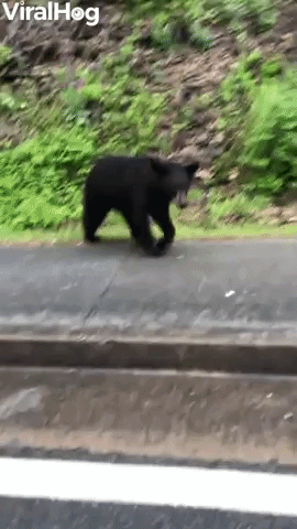 Bear Cub Comes Up Close to Car
