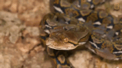 national geographic snake GIF by Nat Geo Wild