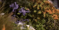 Flower Show GIF by Tedworth