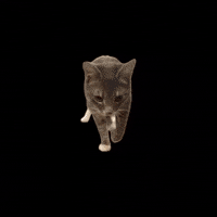 Funny Cat GIF