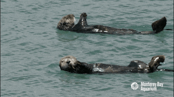 montereybayaquarium spin spinning swimming floating GIF