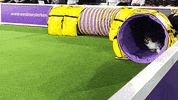 Westminster Dog Show Dogs GIF by Westminster Kennel Club
