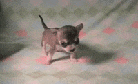puppy falling GIF