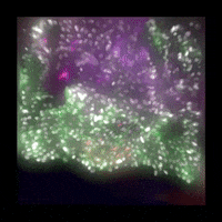 LeicaMicrosystems haze microscope microscopy leica microsystems GIF