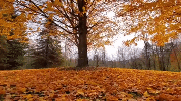Wind Rustles Foliage in Farmington Hills, Michigan