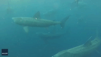 Breaching Basking Shark Adds to Dive Group's Encounter Off Irish Coast
