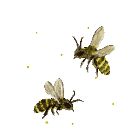 Bee Honey Sticker
