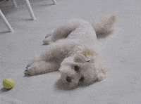 Dog See GIF