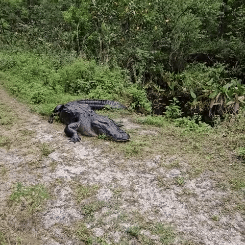 'Average Day in Florida': Hissing Alligator 