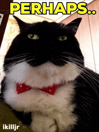 Cat Instagram GIF