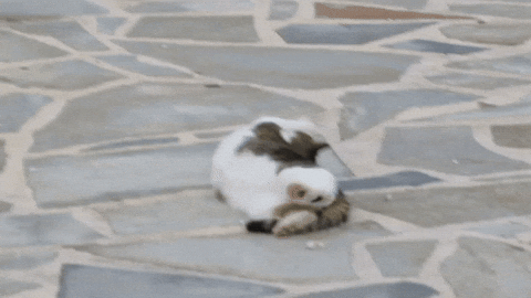 RRR44 giphyupload GIF