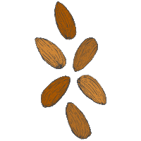 Makeup Almond Sticker by Smart Maquillaje