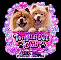 Chow Chow Tongue Out GIF