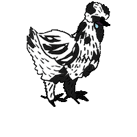 Chickens Silkies Sticker