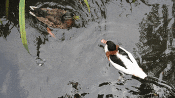 water duck GIF
