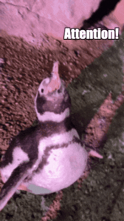 Yelling Magellanic Penguin GIF by John Ball Zoo