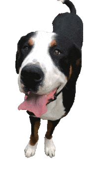 Swissy Sticker by ccvnola