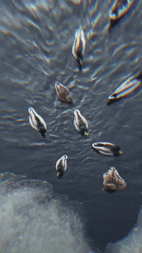 Game Augment GIF by Aleksey Efremov