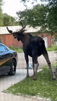 Moose Visits Home of Wyoming Trooper