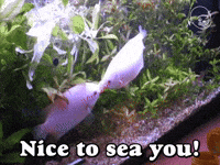 Nice to Sea You!