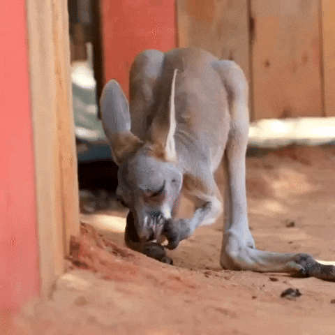 cuteanimalland giphyupload GIF