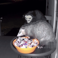 Scared Trick Or Treat GIF by Respective