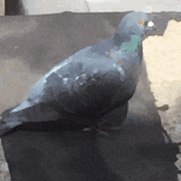 coffee pigeon hunting GIF by Andrea