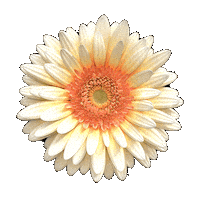 Gerbera Sticker by Jardín de las Delicias Festival