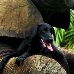 animal friendship GIF