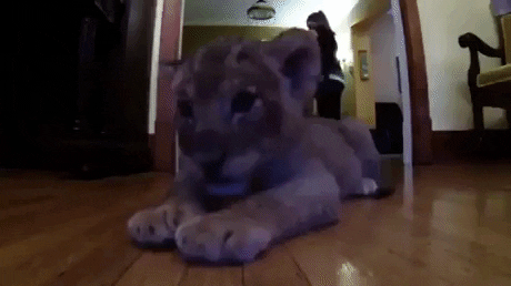 GifVif giphyupload cuteness overloaded GIF