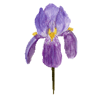 Flower Plant Sticker