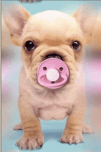 chihuahua GIF