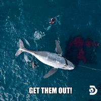 Explore Belly Of The Beast GIF by Shark Week