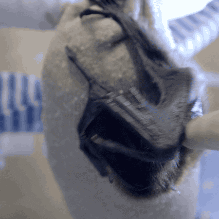 baby animals bats GIF by San Diego Zoo