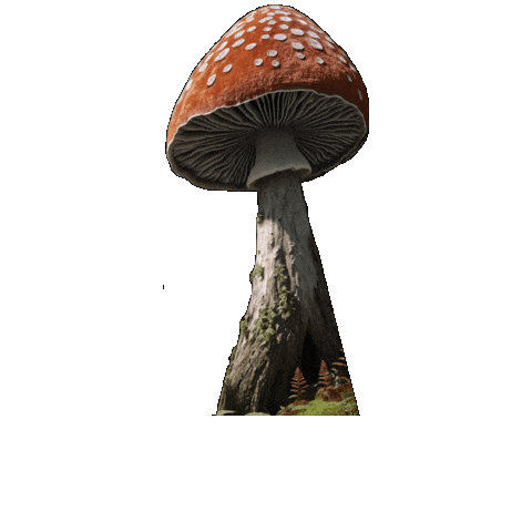 Amanita Muscaria Bounce Sticker