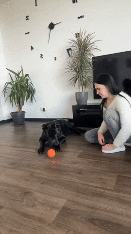 lehiyen222 giphyupload GIF